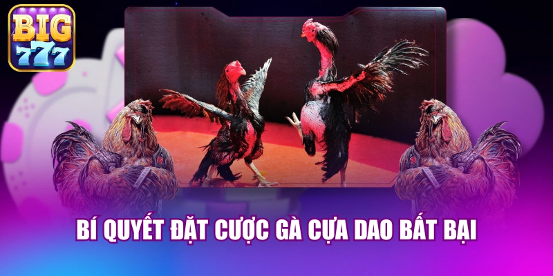 Bí quyết đặt cược gà cựa dao bất bại