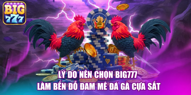 Lý do nên chọn big777 làm bến đỗ đam mê đá gà cựa sắt