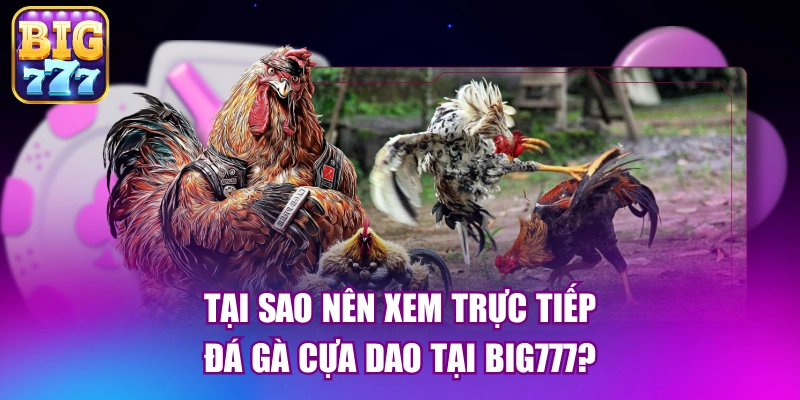 Tại sao nên xem trực tiếp đá gà cựa dao tại big777?