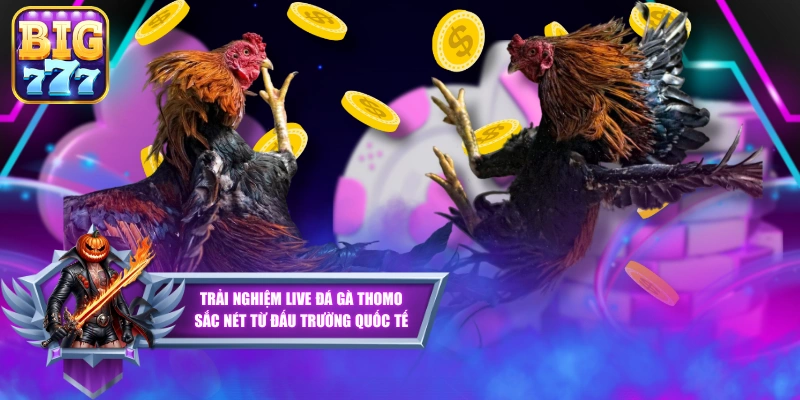 Trải Nghiệm Live Đá Gà Thomo Sắc Nét Từ Đấu Trường Quốc Tế
