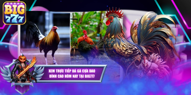 Xem Trực Tiếp Đá Gà Cựa Dao Đỉnh Cao Hôm Nay Tại Big777